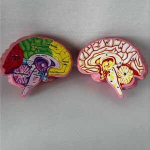 Cross Section Foam Brain Model Great Educational Tool For Learning & Teaching